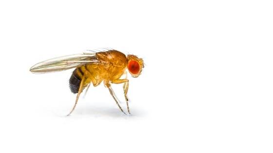 Flies are annoying and tricky to get rid of if you don't know what you're doing. Here's how you can solve a fly problem in no time.
